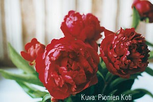 Paeonia lactiflora 'Marechal Mac Mahon'